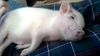 Nine Inch Nails - Piggy (music video)