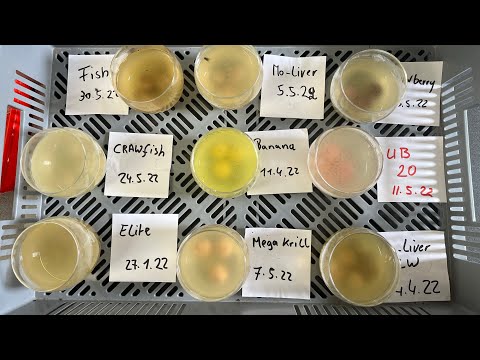 Die Fliegen wissen Bescheid. Monster-Liver ist das Proteinmonster unter den Boilies.