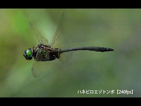 園芸 昆虫の写真を撮る