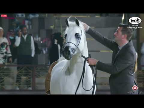 N 447 ATIUS O   Katara Int  Arabian Horse Festival 2022   Stallions 7 10 Years Old Class 11