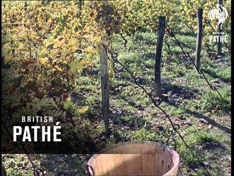 Out Takes / Cuts From Cp 364 - Aeolian Island And English Vineyard (1961)