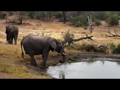 Djuma: Small Elephant herd in for a quick drink - 09:02 - 08/10/18