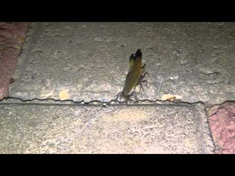 SAL ENT Rep discovery