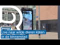 Diergaarde Blijdorp plaatst schermen in Rotterdam-Centrum: zo kun je live meekijken bij de dieren