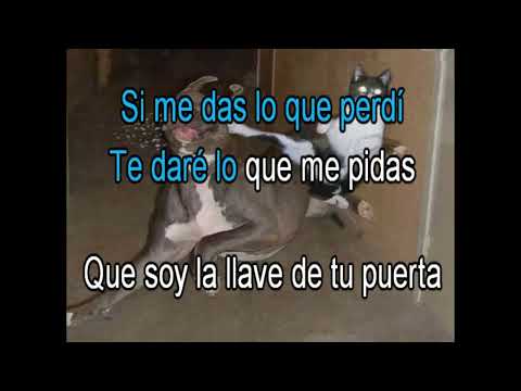 Sintonia De 7 Vidas - El Canto del Loco