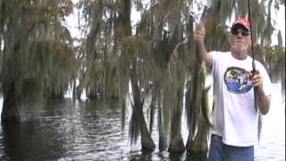 preview picture of video 'Gantt Lake (AL) Buzzbaiting with Bob Smith'