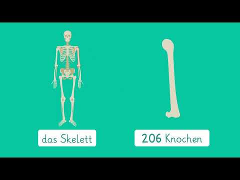 The skeleton simply explained | sofatutor