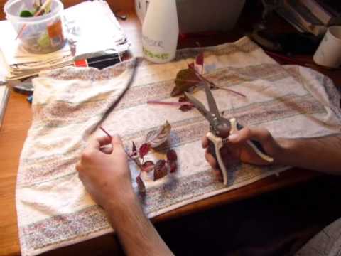 download lagu mp3 mp4 Iresine Herbstii Brilliantissima, download lagu Iresine Herbstii Brilliantissima gratis, unduh video klip Iresine Herbstii Brilliantissima