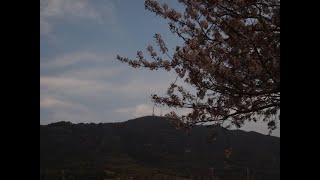 Download lagu 春小菊の歌      / 　 作詞・木下桃李　作曲・高橋一敏 mp3