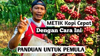 Download lagu Cara pemetikan kopi dengan cepat dan benar versi pemula mp3