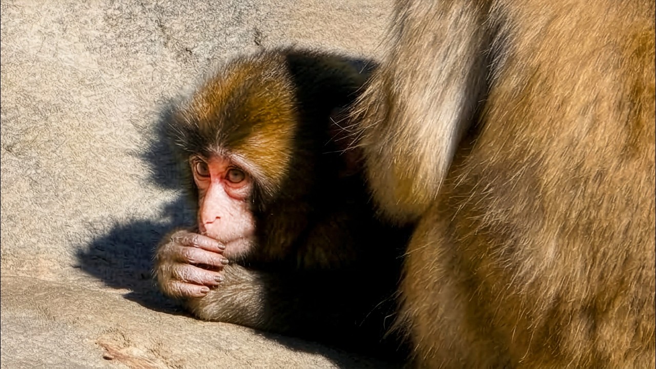 Punch was bullied while grooming…but his friend never left