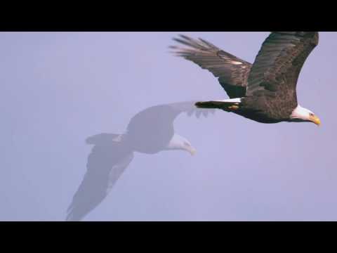 Holger Kalweit - Übe zu sterben