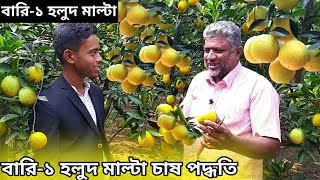 মাল্টা চাষ পদ্ধতি