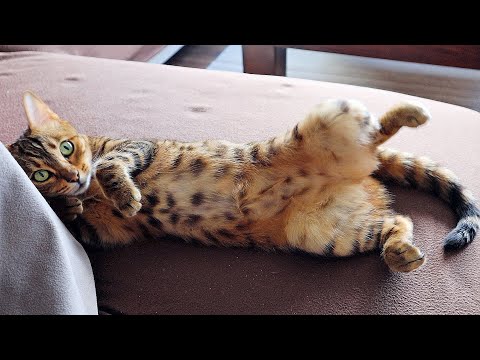 Bengal Cat Bella Wants me to Rub her Belly while she Sleeps