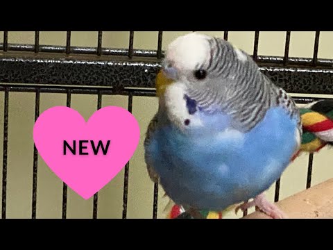 2 Hours of Budgies Singing Playing, and Talking - Play For Your Budgie! in their Aviary