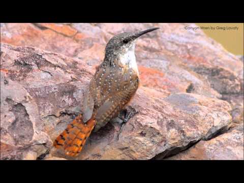 Oriešok kaňonový (Catherpes mexicanus) — správanie, biotop a hlas