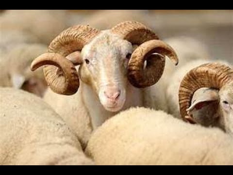 Kam prerë thonjtë.A më vlen Kurbani?