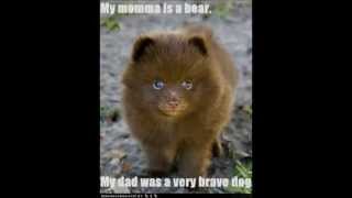 BRAVE PIT BULL  BEAR DOGGY STYLE THE FUNNY WAY