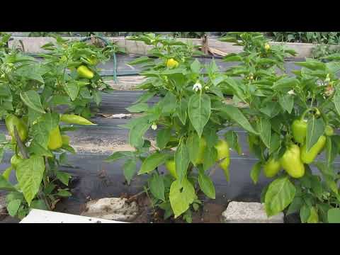 фото семена алтайских перцев. 0