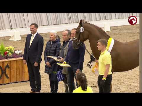 Verden Stallion Licensing and Stallion Sales - Dressage Stallions - Impressions