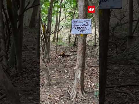 Homem registra encontro com duas onças em trilha em MG #shorts