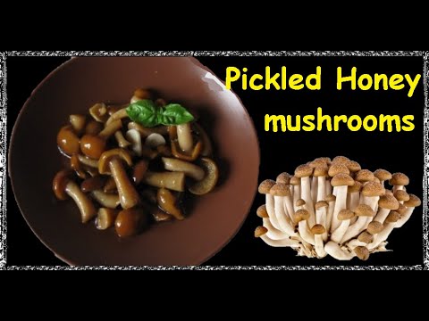 Pickled Honey mushrooms / Book of recipes / Bon Appetit