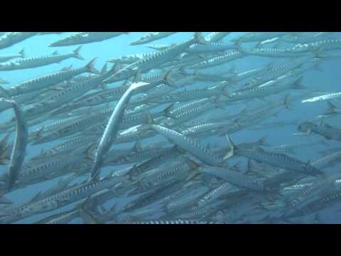 Unterwasserwelt Cap Creus - Roses, Cap Creus,Spanien