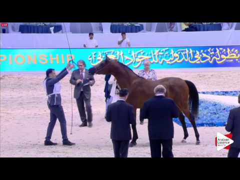 N.186 MATADOR EL JAMAL - Dubai 2016 - Colts 2 years old (Class 10)