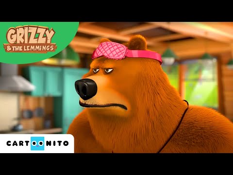 Grizzy és a lemmingek | Bulira fel! | Cartoonito