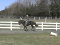 Rocky Mountain Stallion In Gait Canter