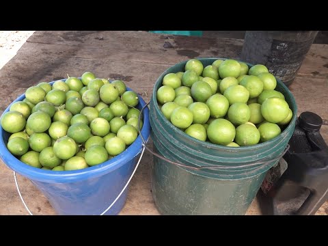 Productores de Tisma abastecen de cítricos el mercado municipal de Masaya