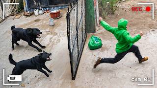 PERSONAS QUE SE METIERON CON LOS PERROS GUARDIANES EQUIVOCADOS
