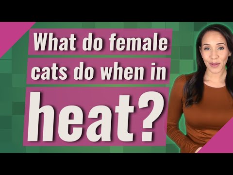 What do female cats do when in heat?