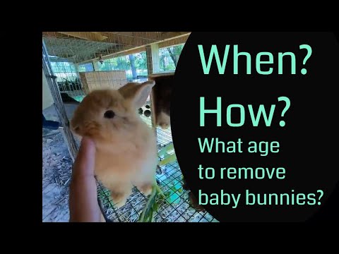 YouTube video about: How does giving birth days apart affect the rabbit?