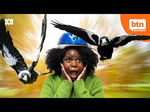 Why Do Magpies Swoop?