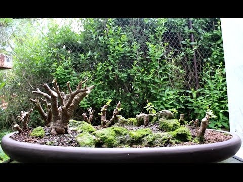 , title : 'Baobab Style Bonsai Forest, June 2014'