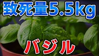 ゆっくり毒物vol.145　バジル【ゆっくり解説】