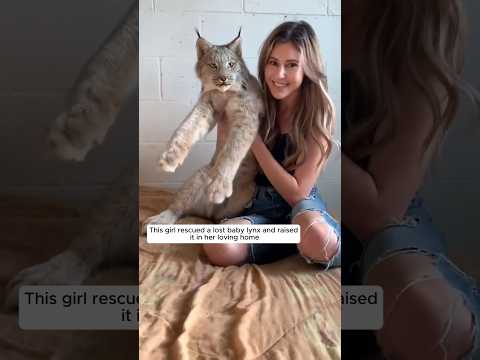 This girl rescued a lost baby lynx and raised it in her loving home #animalshorts #shortvideo