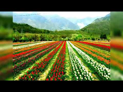 butiful mejik ansari Dubai flower gardan