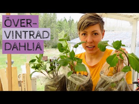 Jag har lyckats övervintra tre av mina frösådda DAHLIOR och nu ska de krukas upp!