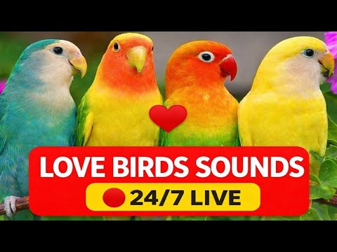 🔴 LIVE LOVE BIRDS SOUNDS 24/7 | Chirping Sounds for Birds