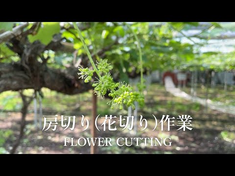 , title : 'ぶどうの房切り花切り flower cutting'