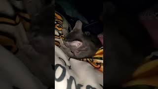 Tabby Cats Videos