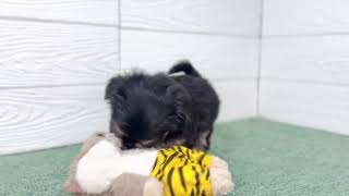 ハーフ犬の動画01