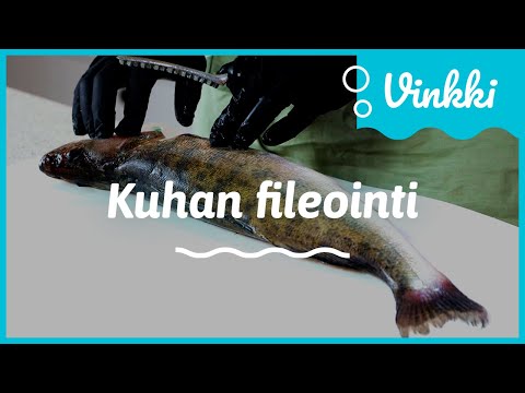 Kuhan fileointi: Nahallinen kuhafile | Kalan käsittely