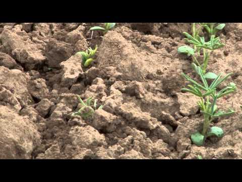 Striegeln gegen Unkraut - Grundlagen