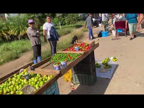 Feria Agropecuaria de Remedios Cuba. Sábado 15 de Noviembre del 2025