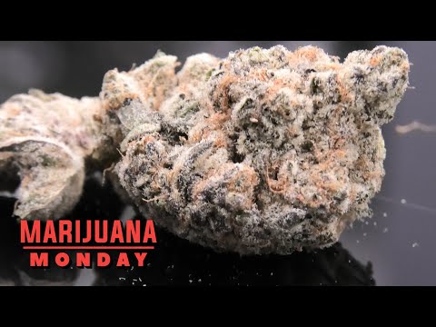Purple Punch Mint #11 Marijuana Monday