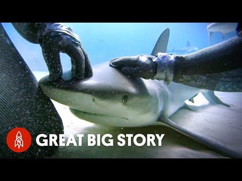 This Diver Tends To Sharks Like Her Own Babies