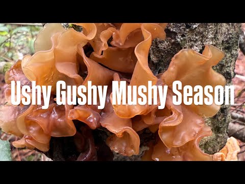 Ushy Gushy Mushy Season: Squishy Squelchy Mushroom ASMR